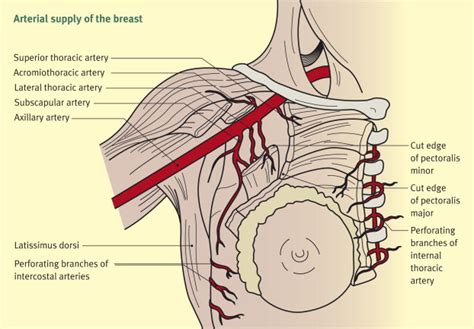 Anatomy Of The Breast Surgery Oxford International Edition