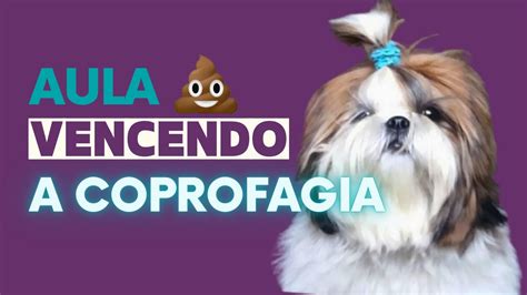 Shih Tzu Comendo Fezes O Que Fazer Cachorro Que Come Coco Veja Como