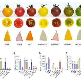 Phenotypic And Biochemical Analyses Of The Tomato Fruits Of Wt Plants