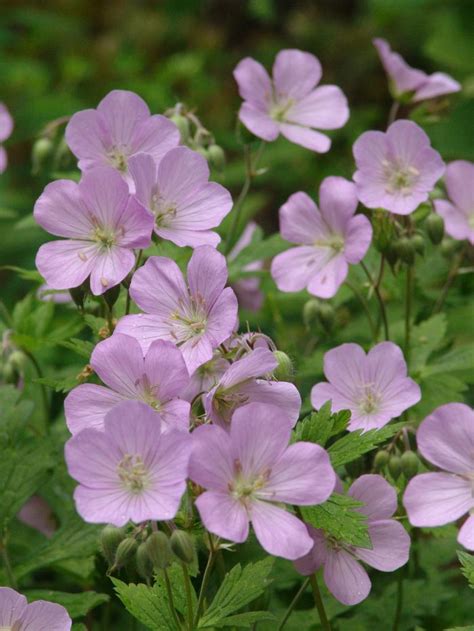 Wild Geranium Geranium Maculatum From New England Wild Flower Society