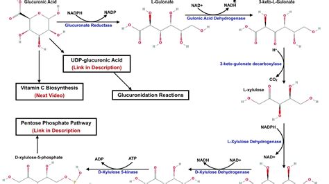 Glucuronic Acid An Overview Sciencedirect Topics 59 Off