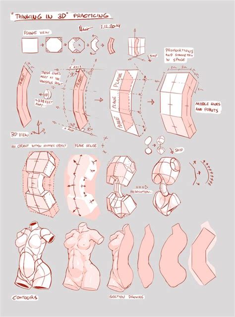 Torso Anatomy Drawing : How To Draw The Torso Front View - Though inner ...