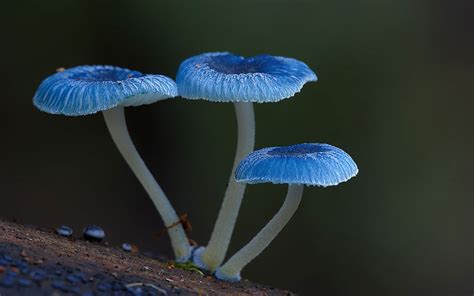 Photographs Of Trippy Australian Mushrooms By Steve Axford | DeMilked