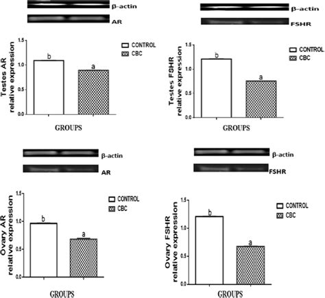 Relative Expression Of Testicular And Ovarian Androgen Receptor Ar Download Scientific