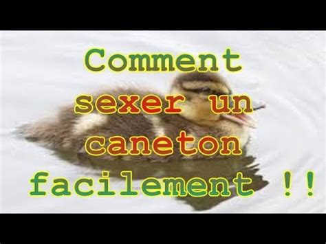 TUTO Comment Sexer Un Caneton Facilement Vivi61how To Determine The