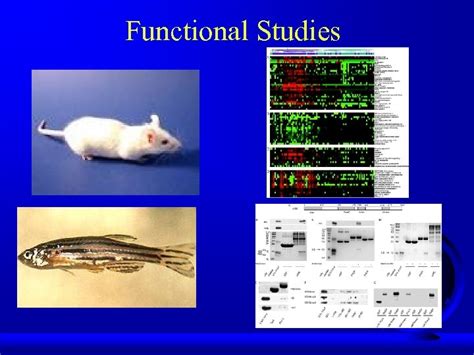 Identification Of Genes Involved In Multifactorial Diseases And