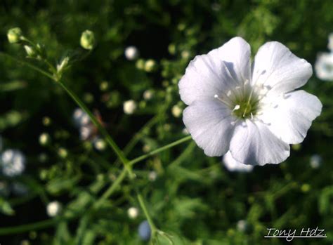 Flor Nube Project Noah