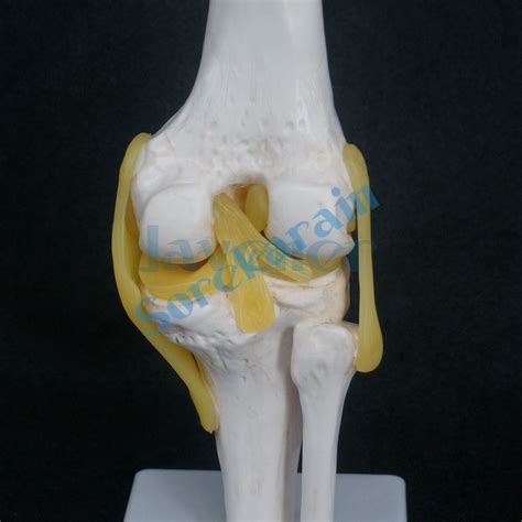 Life Size Knee Joint Anatomical Model Skeleton Human Medical Anatomy Ebay