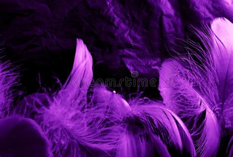 Beautiful Abstract White And Purple Feathers On Black Background And