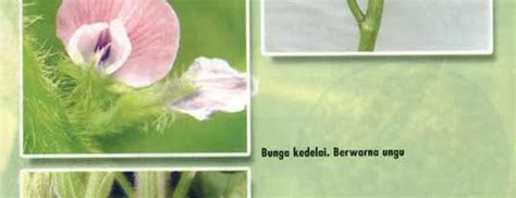 Budidaya Tanaman Kedelai Glycine Max L Merill Pdf Free Download