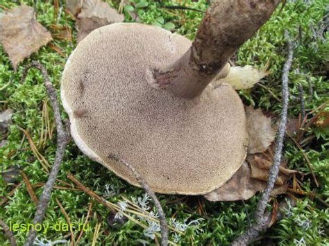 Ежовик пестрый | Лесная кладовая