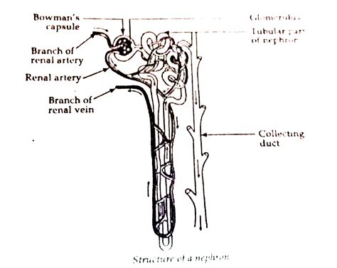 Describe The Structure And Functioning Of Nephrons