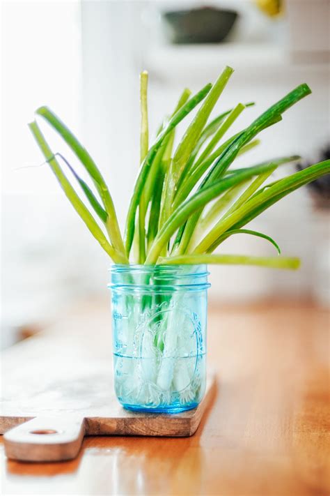 How To Store Green Onions And Keep Them Fresh For Weeks Live Simply