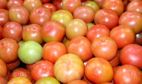 Tomate Cepea Em função da menor oferta cotações seguem em alta nos