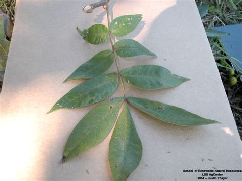 Louisiana Plant ID | Carya tomentosa (mockernut hickory)