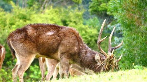 Rusa Deer · New Zealand Safaris