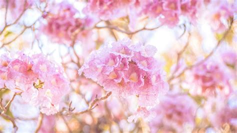 Soft Pink Flowers Stock Photos, Images and Backgrounds for Free Download