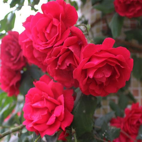 Thornless Rose - Flowering Plants – Exotic Flora