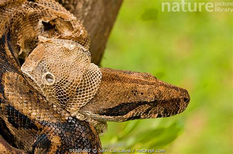 Stock Photo Of Boa Constrictor Boa Constrictor Shedding Skin From