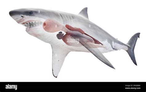 Sharks Internal Organs Illustration Stock Photo Alamy