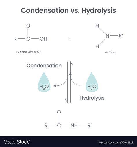 Condensation versus hydrolysis Royalty Free Vector Image