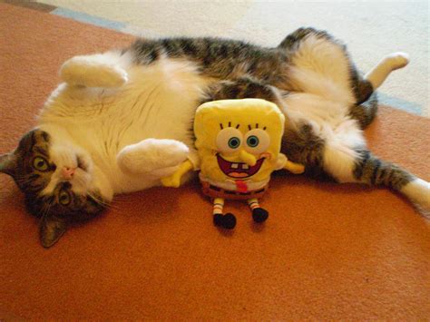 My Cat And Spongebob By Inky Shade On Deviantart