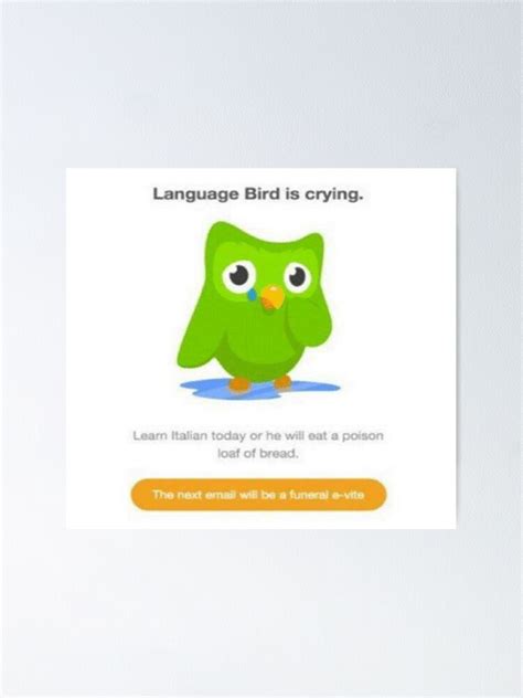 Duolingo Memes Owl