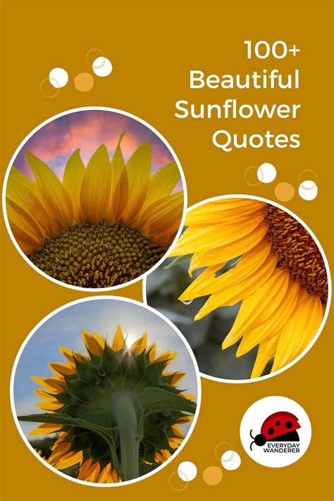 Sunflower Quotes To Brighten Your Day