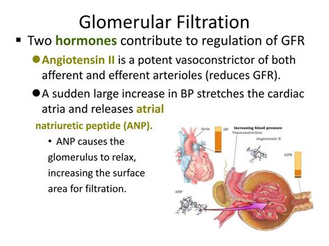 Where Does Glomerular Filtration Occur