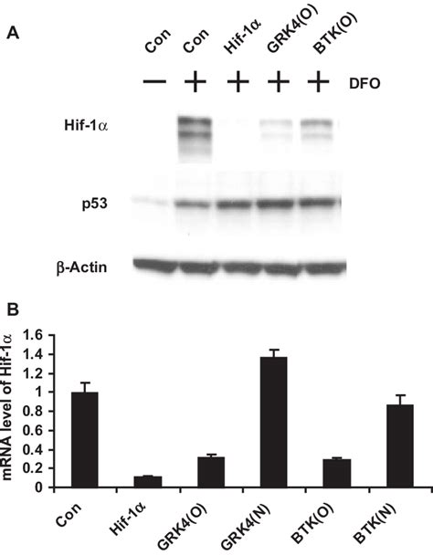 The Original GRK4 And BTK SiRNAs Down Regulates HIF 1a At Both Protein