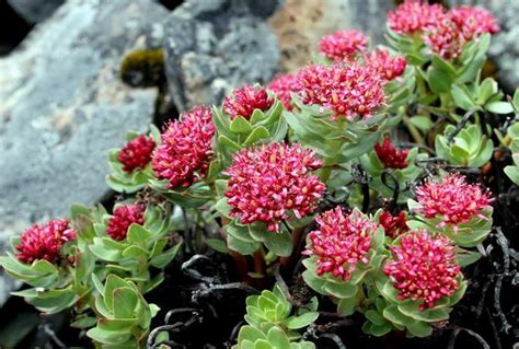 Rhodiola Rosea Seeds Golden Root Adaptogen Seeds Zhong Wei Horticultural Products Company Top