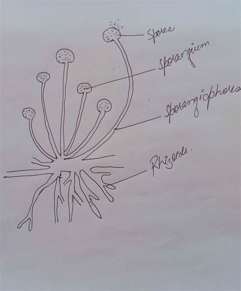 Rhizopus Labeled Diagram