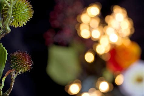 Review Sony 50 mm 2.8 macro (APS-C) - Focus Review