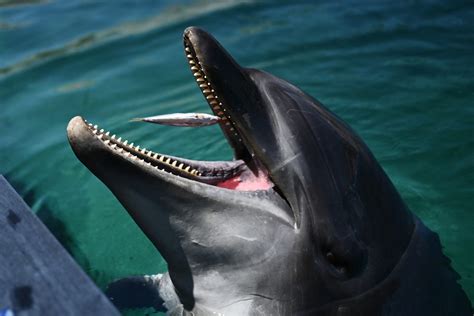 ‘dont Go Near Japan Beachgoers Warned Over Biting Dolphin Inquirer