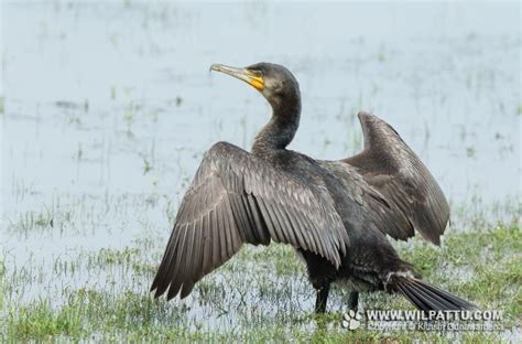 Species of wilpattu national park