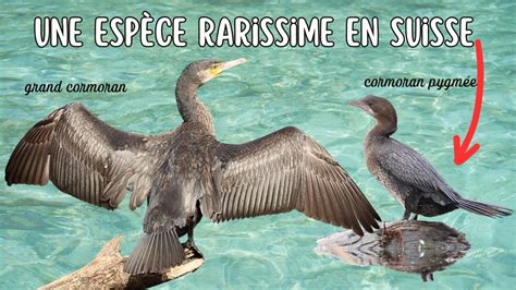 Cormoran Pygm E Cette Esp Ce Rarissime A Pass Quelques Mois En