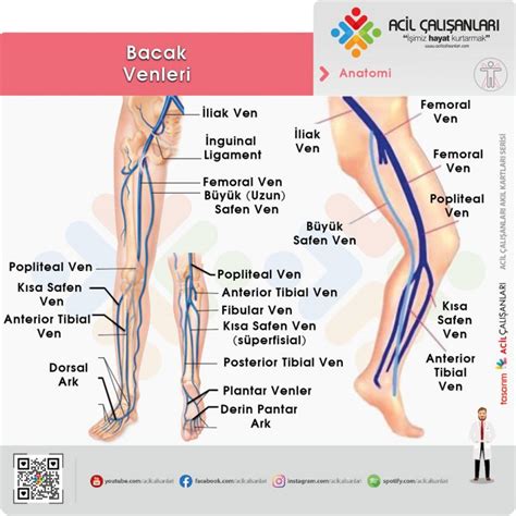 Derin Ven Trombozu DVT Acil Yaklaşım Acil Çalışanları