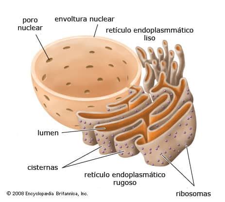 Reticulo Endoplasmatico Rugoso De La Celula Vegetal - Compartir Celular