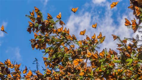 Mariposa Monarca La Encantadora Criatura Que Une A América Del Norte