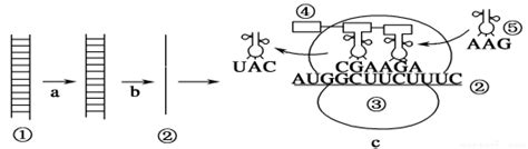 如下图表示某dna片段遗传信息的传递过程① ⑤表示物质或结构abc表示生理过程请据图回答下列问题可能用到的密码子aug 甲硫