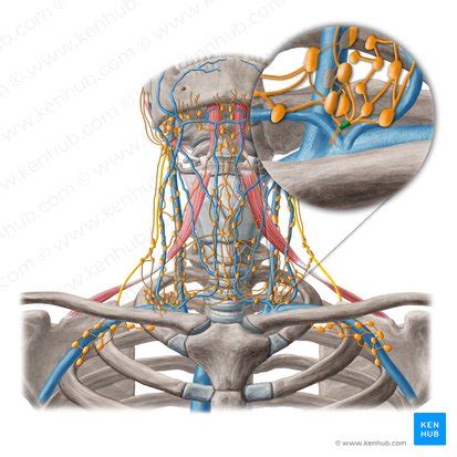 Supraclavicular Lymph Nodes Anatomy And Function Kenhub