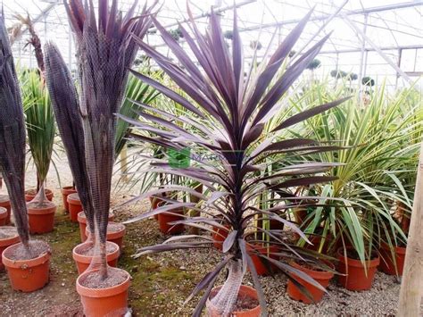 Кордилина Австралис Ред Стар - Cordyline australis red star ...