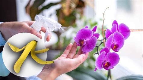 Orchidées saines et luxuriantes les pelures de banane ne sont pas le