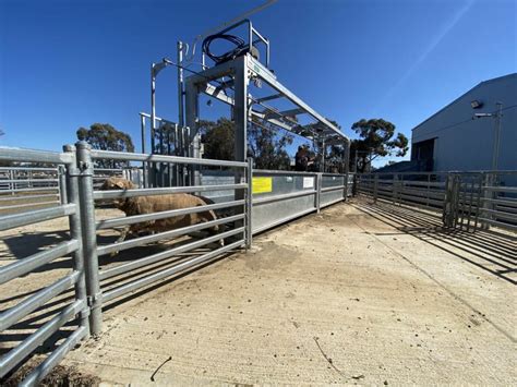 Sheep Bulk Handler Proway