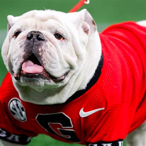 Bulldogs Maskot Baseball