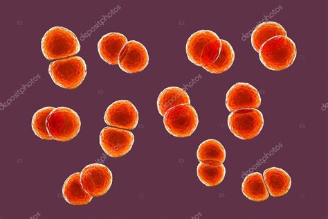 Streptococcus Pneumoniae Bacteria Tambi N Conocido Como Neumococo