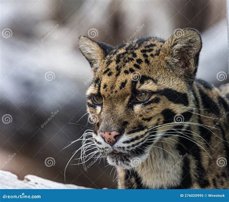 Close Up of a Formosan Clouded Leopard Gazing Intently Stock Image ...