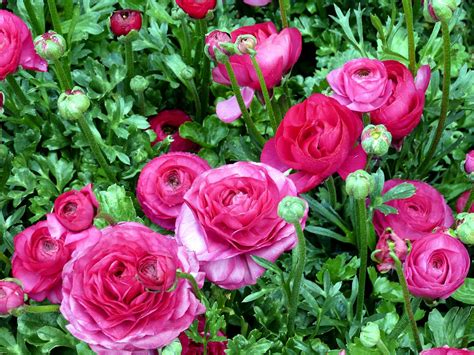 How To Grow And Care Ranunculus Flower Growing Buttercup Plants Naturebring