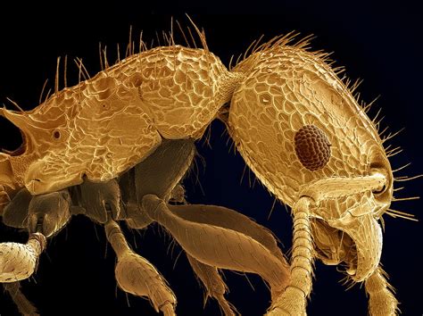 Ant Sem Photograph By Steve Gschmeissner