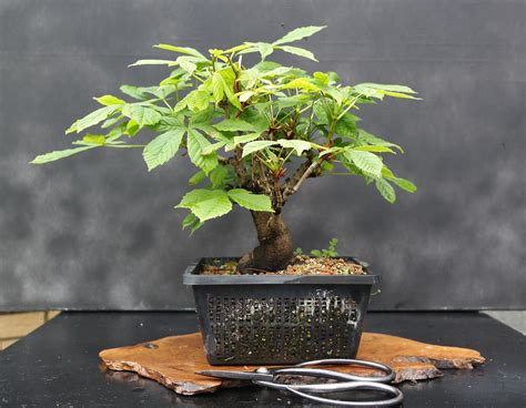 The Diy Blog Learn Your Way To Awesome Modern Design 3 In 2020 Bonsai Tree Care Indoor